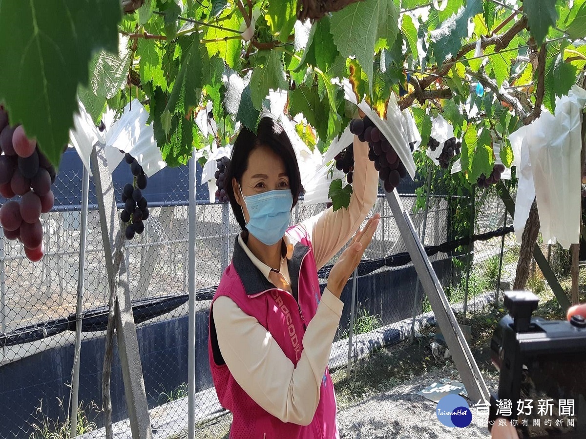疫情肆虐葡萄也受害 黃瑞珠呼籲 葡萄含豐富單寧酸幫助免疫力