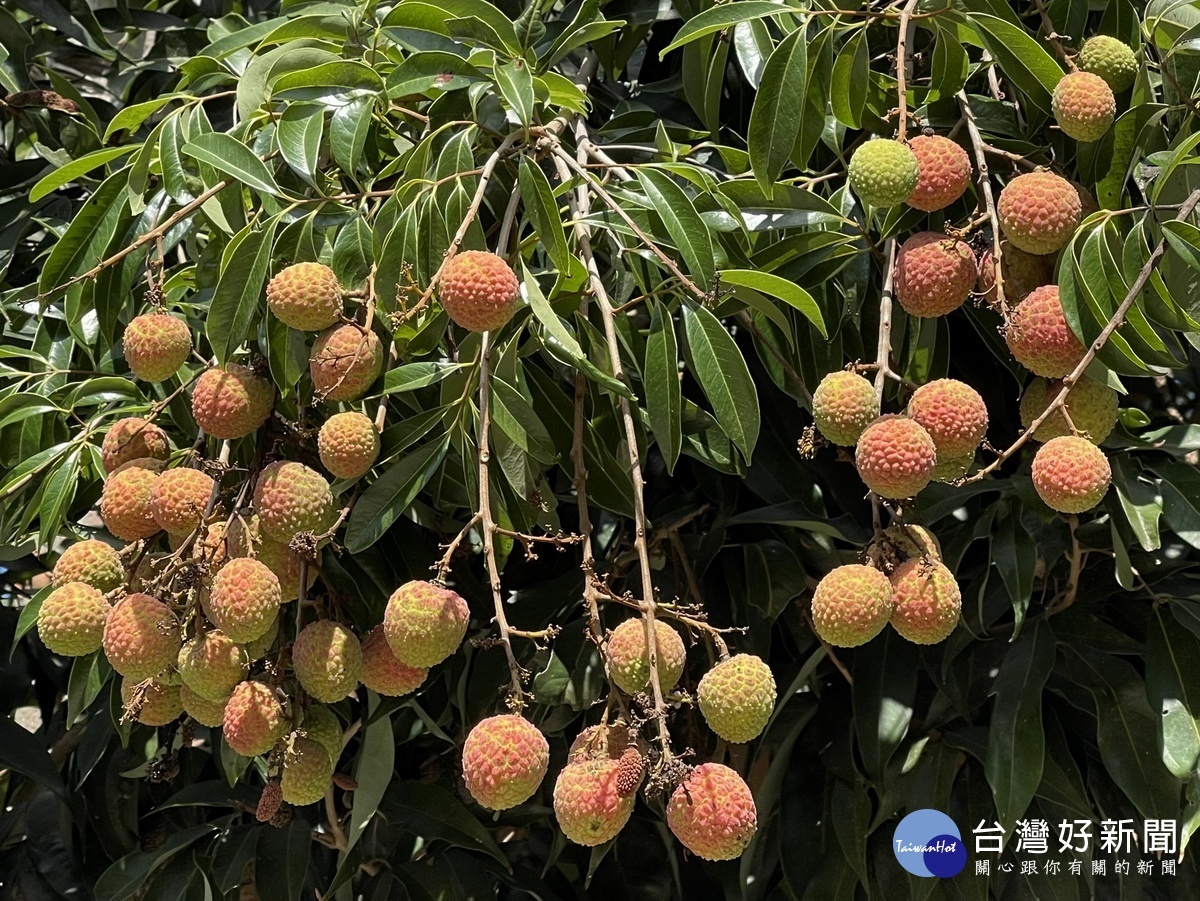 農業處通知荔枝龍眼等已列現金救助。(記者扶小萍攝)