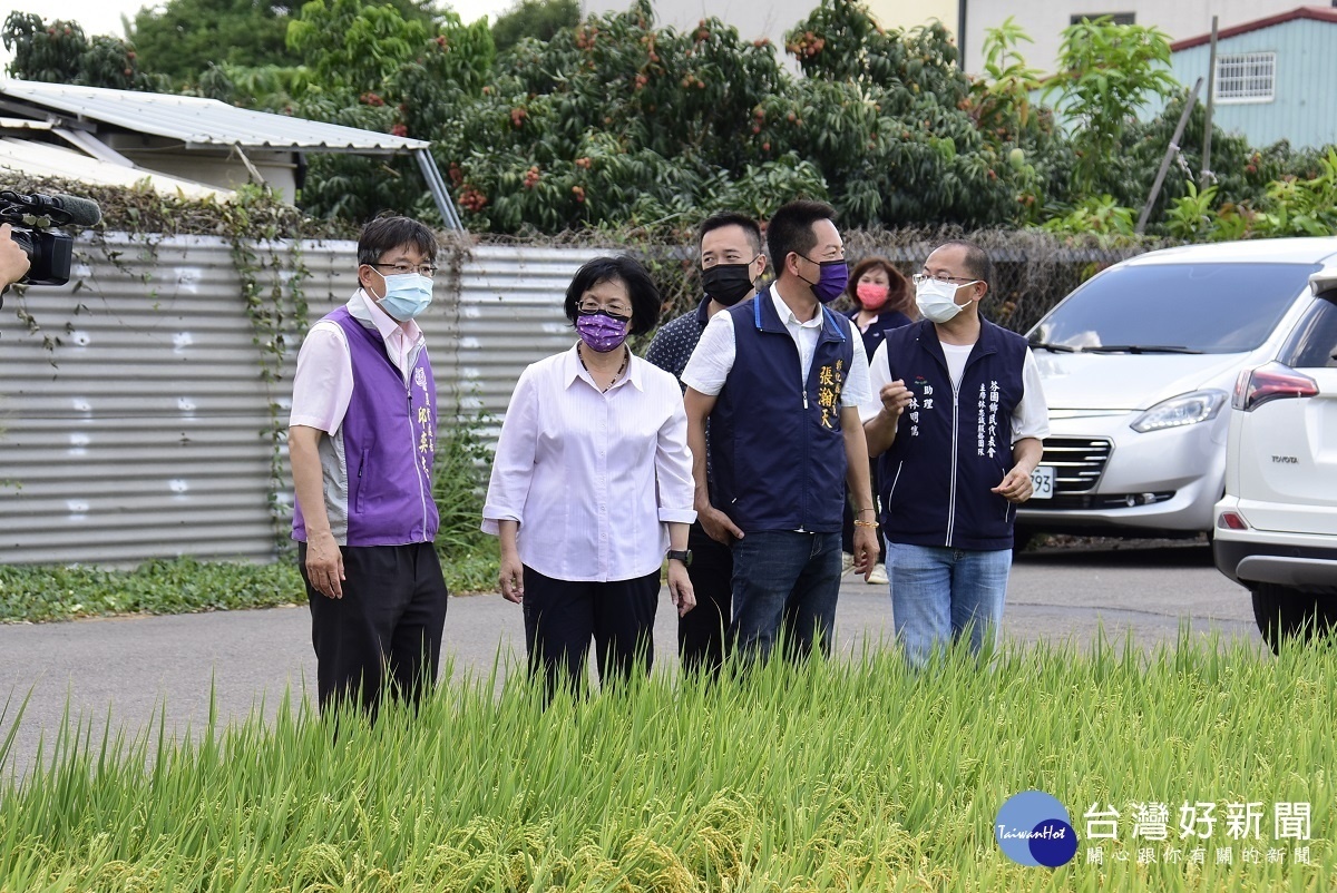 農業產業關懷 ,王惠美特別會同芬園農會黃翊愷總幹事及張瀚天議員訪視芬園鄉的水稻栽培情形。圖/彰化縣政府提供