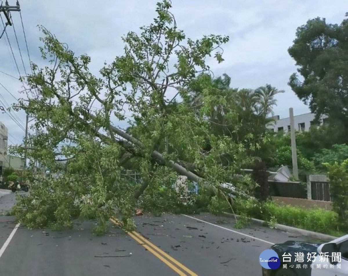 虎尾警方獲報樹木倒塌阻礙道路通行,立即於現場架設三角錐疏導交通秩序,並通知台電與清潔隊等協處,維護用路人安全。