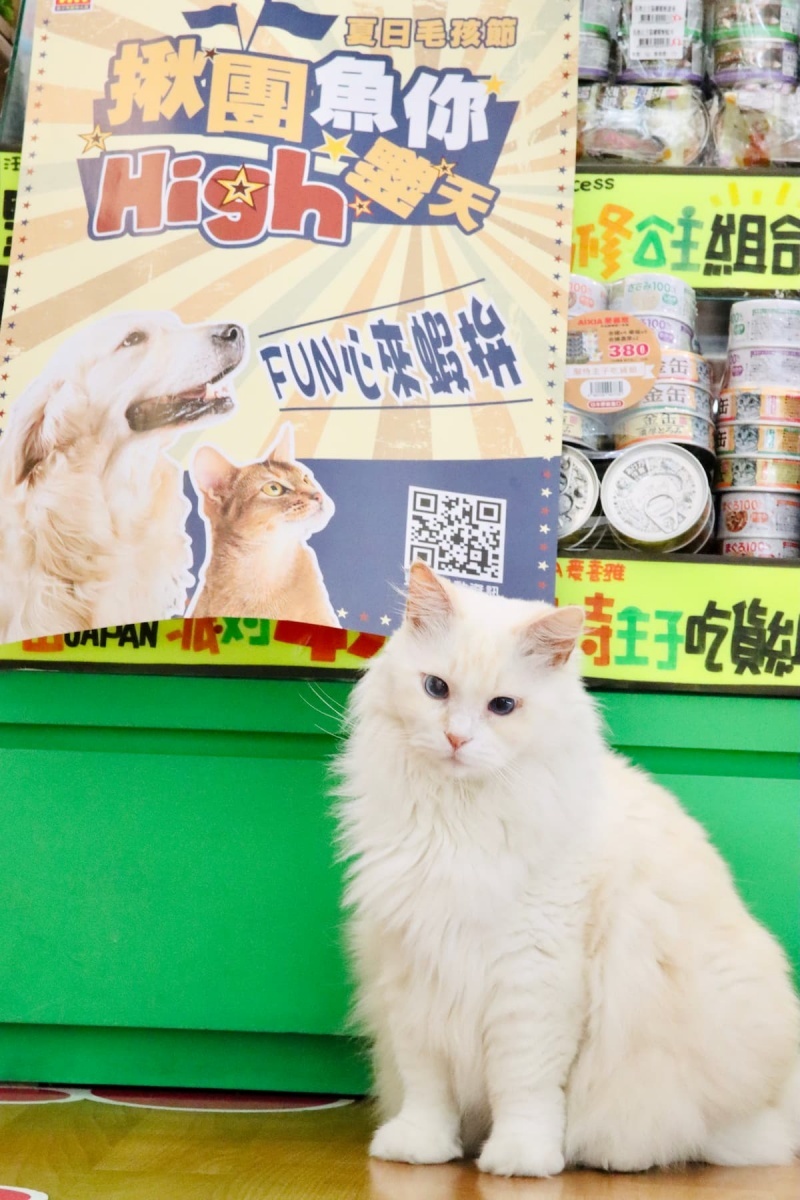 魚中魚文心店店貓「希望」最喜歡在店裡趴趴造。