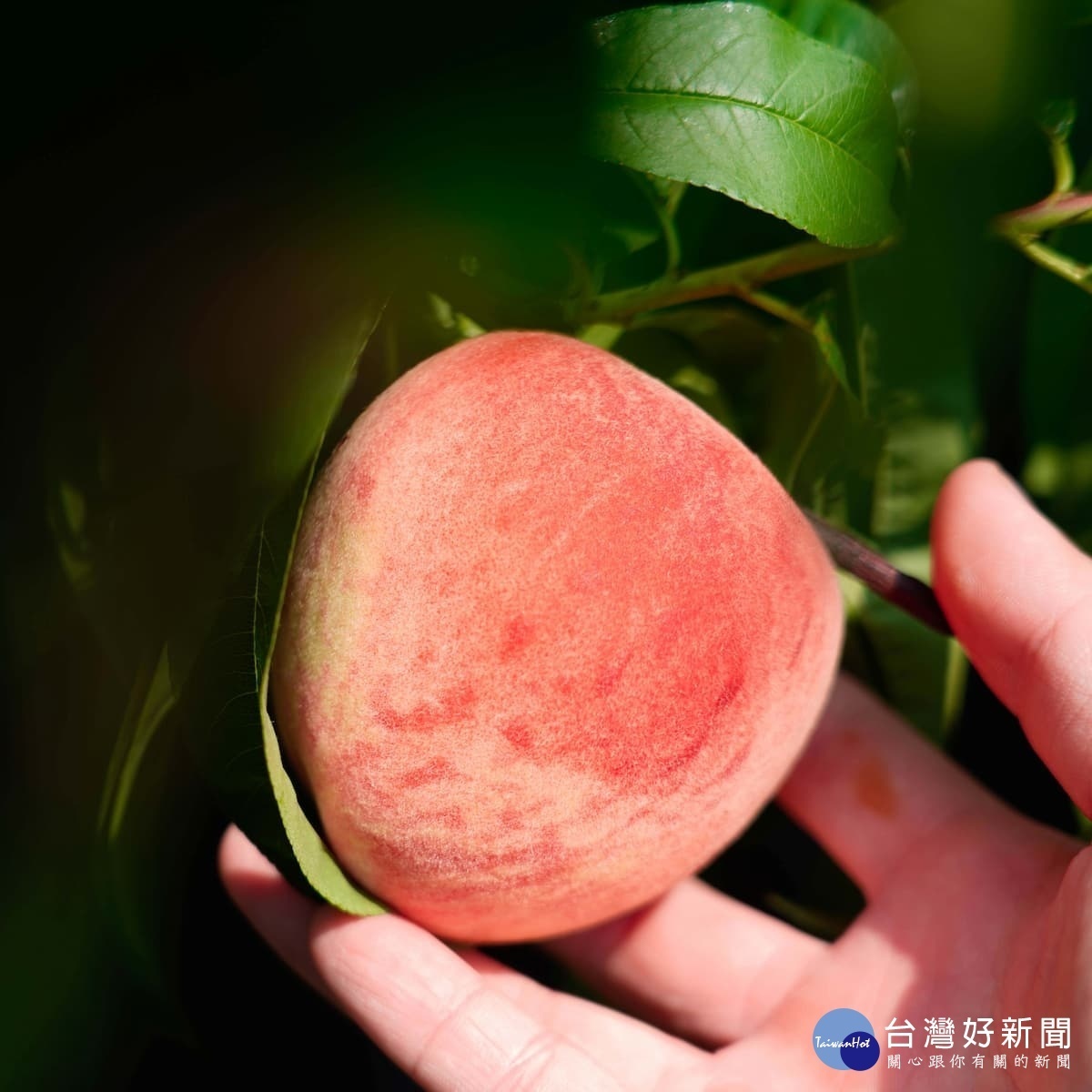 一顆顆水嫩多汁的水蜜桃是許多人夏日引頸期盼的美味。