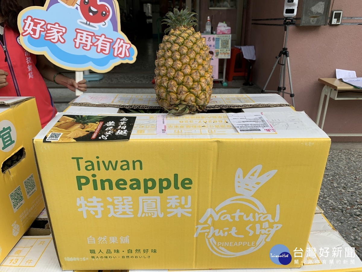 目前正是鳳梨產期品質特優。（南投郵局提供）