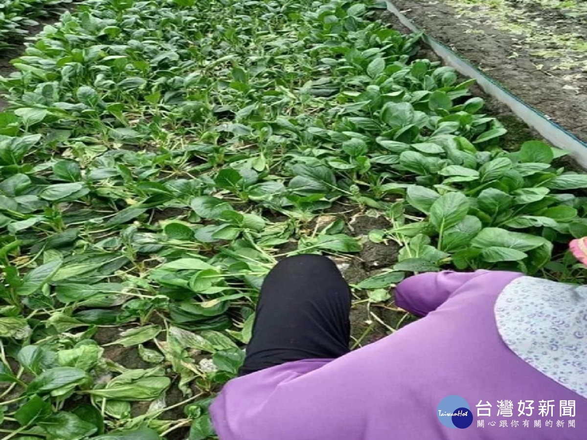 受梅雨衝擊蔬菜量少價揚 預計高檔菜價將持續一段時間