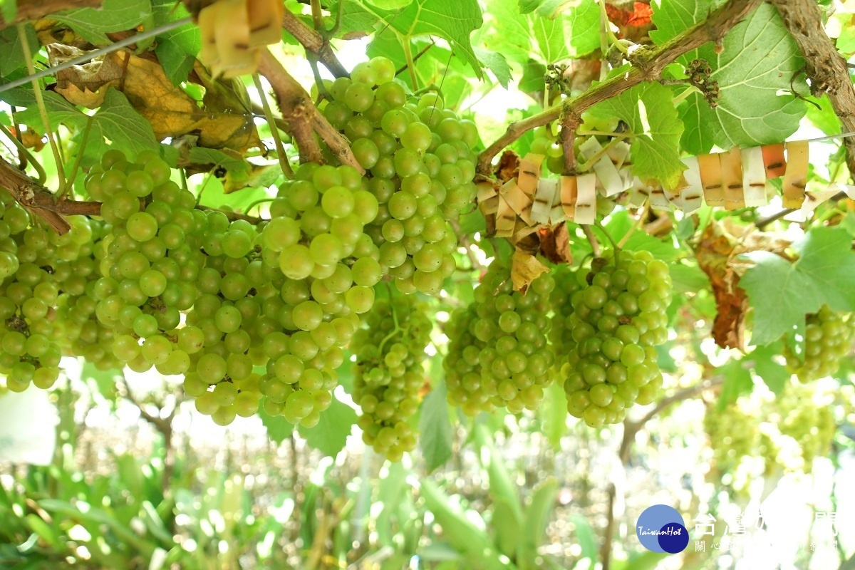 彰化縣長關心二林葡萄園酒莊產業。圖/彰化縣政府提供