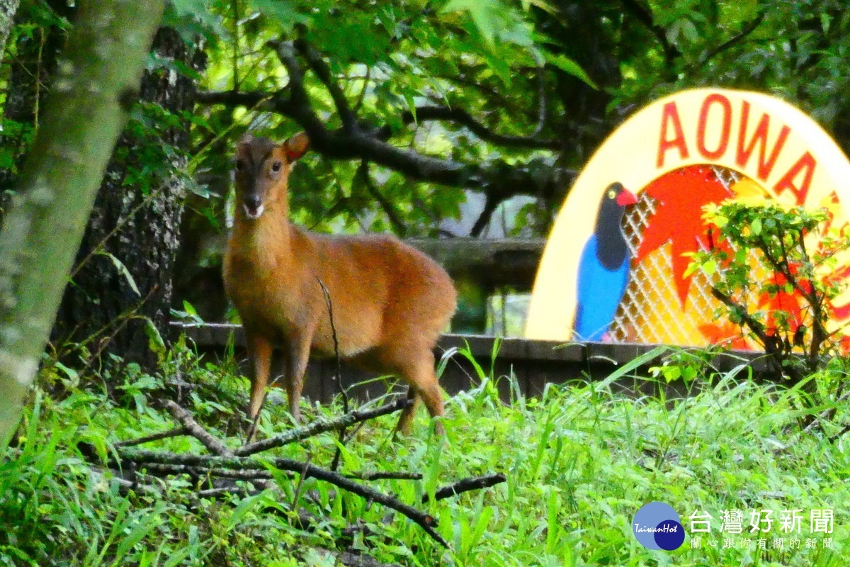 遇上野生動物請勿干援勿餵食不接觸。（南投林管處提供）