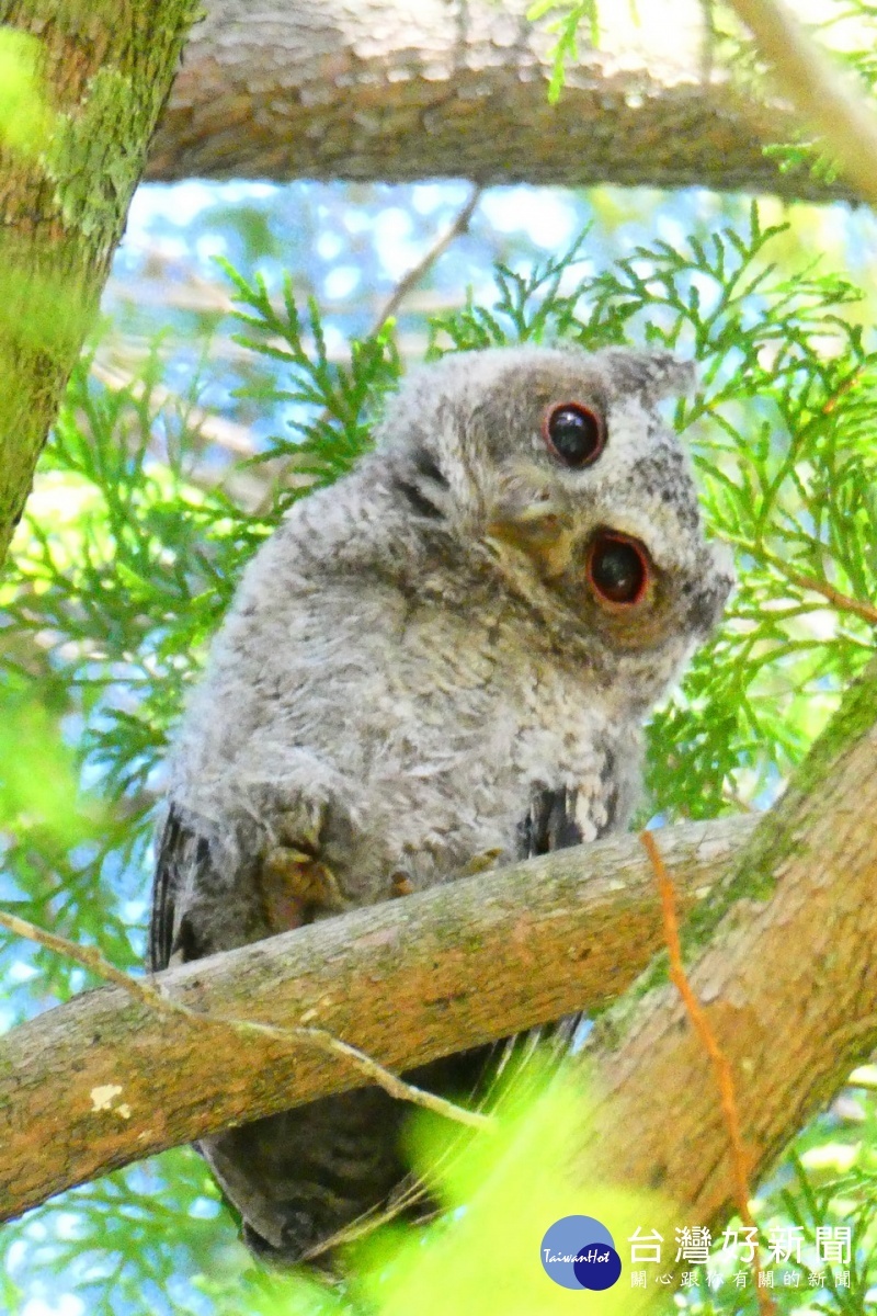 遇上野生動物請勿干援勿餵食不接觸。(南投林管處提供)