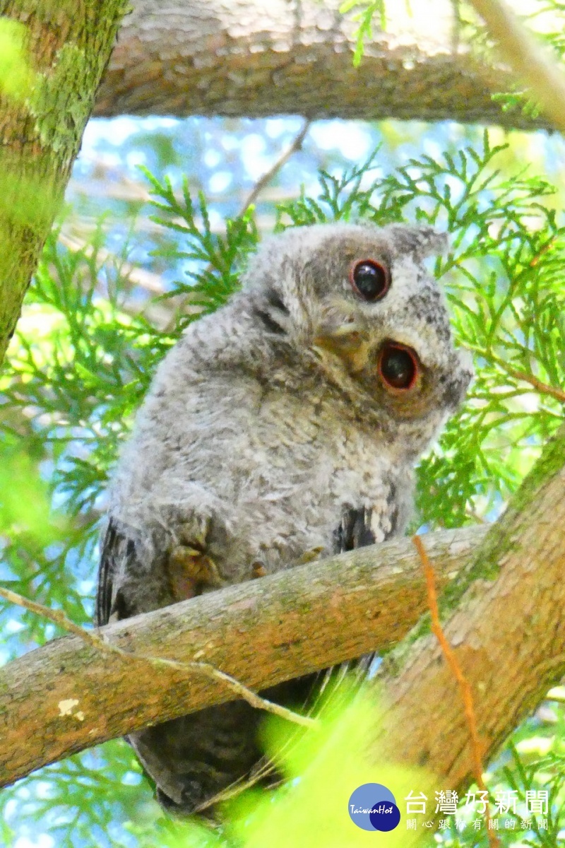 遇上野生動物請勿干援勿餵食不接觸。（南投林管處提供）