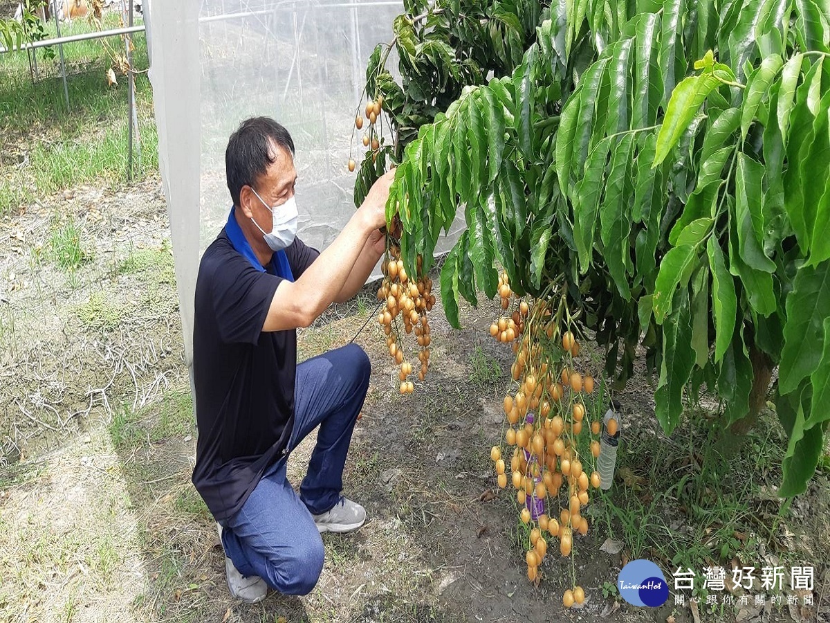 退休警投入種植黃皮果　酸甜滋味宛如戀愛中的感覺