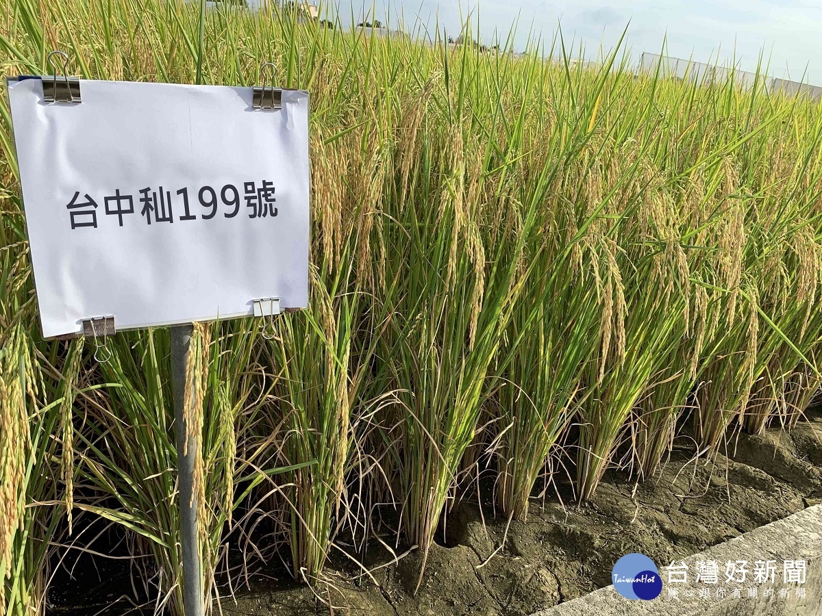 國際合作抗白葉枯病之秈稻新品種　水稻台中秈199號亮麗登場