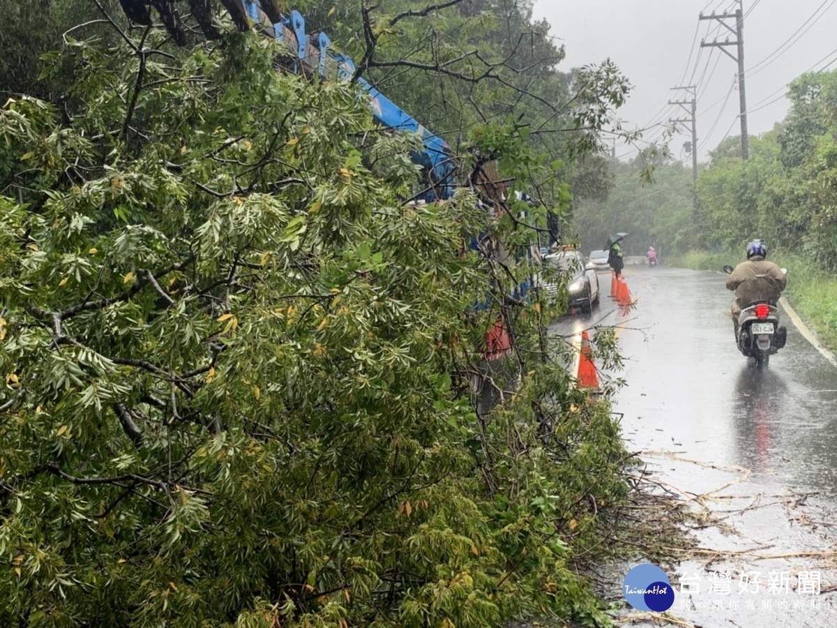 烟花颱風來襲前豪雨造成路樹倒塌，龍潭警鋸樹交通管制