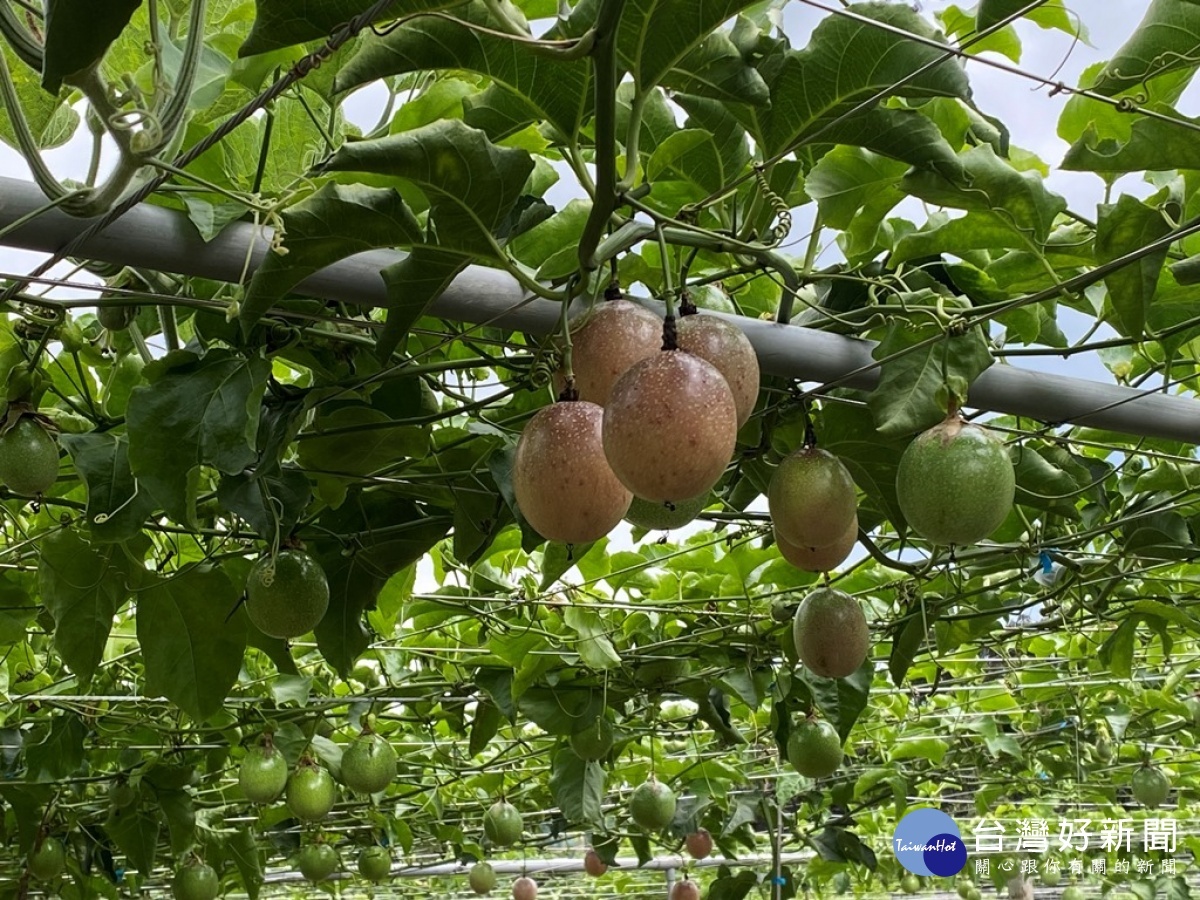 盈節百香果園採預約制，八月初就可以做採果體驗。 （圖／記者賴淑禎攝）