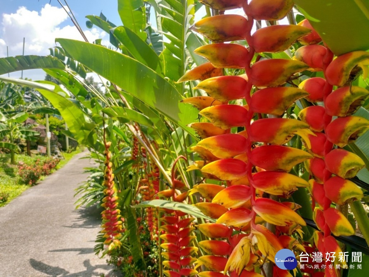 觀賞用香蕉，花色鮮麗，是插花常會用到的素材。（記者賴淑禎攝）