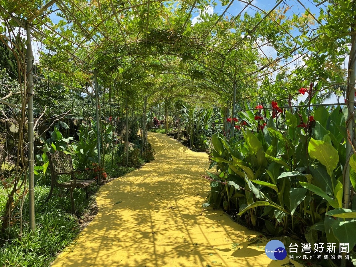 香蕉生態園區內的紫藤花廊道，綠意盎然，既可遮蔭還可以欣賞到陽光光影的趣味。（記者賴淑禎攝）
