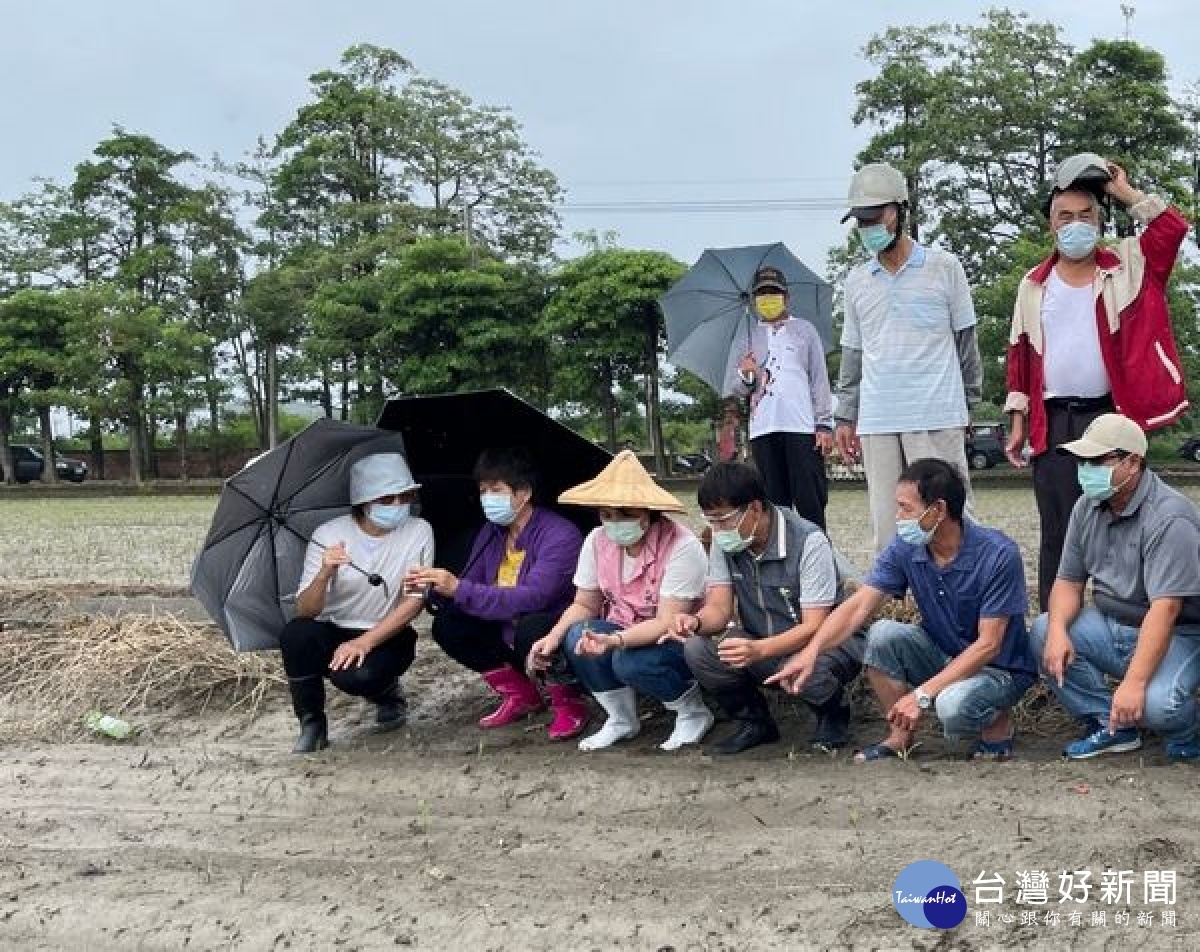 立委蘇治芬邀集農委會農糧署中區分署長姚士源與農改場雲林分場長楊藹華等人,一同前往褒忠、元長及水林勘查因淹水受損之農作。