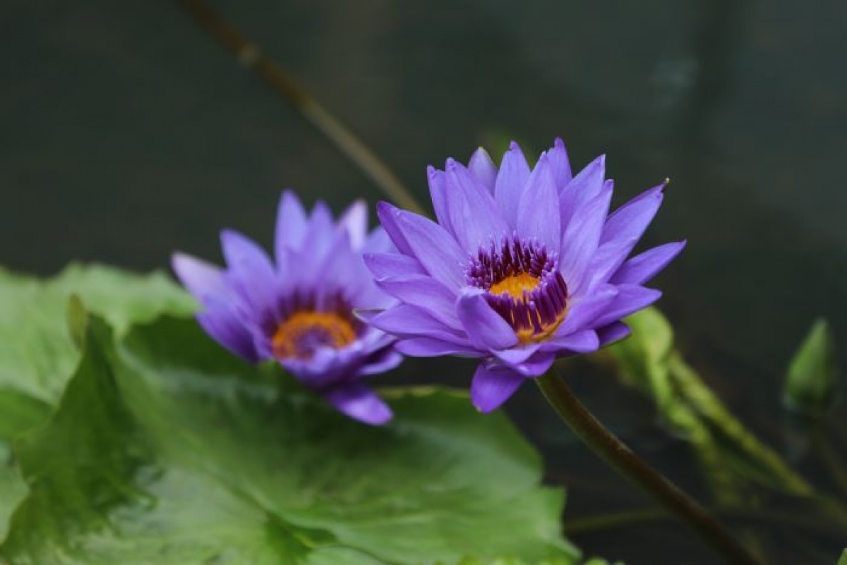 今年桃園蓮花季以樂活為主題,結合在地的農特產及蓮花的元素,共有五大裝置藝術