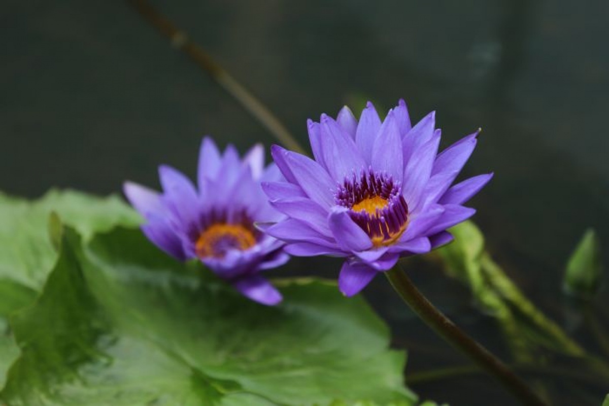 今年桃園蓮花季以樂活為主題，結合在地的農特產及蓮花的元素，共有五大裝置藝術