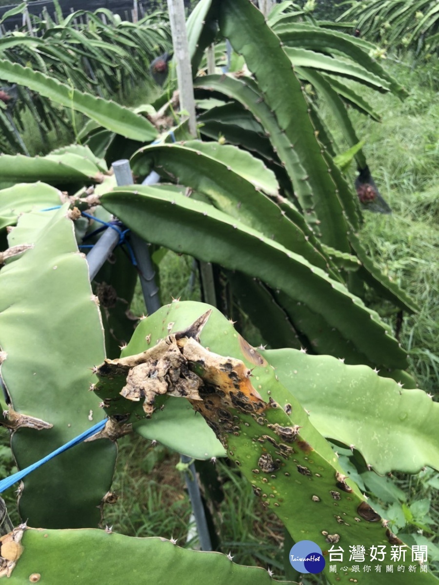 火龍果受損嚴重。(農業處提供)