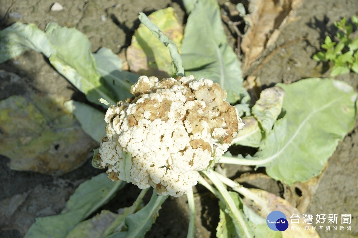 行政院長蘇貞昌南下彰化福興鄉視察福興鄉白花椰菜受損情形。圖/彰化縣政府提供