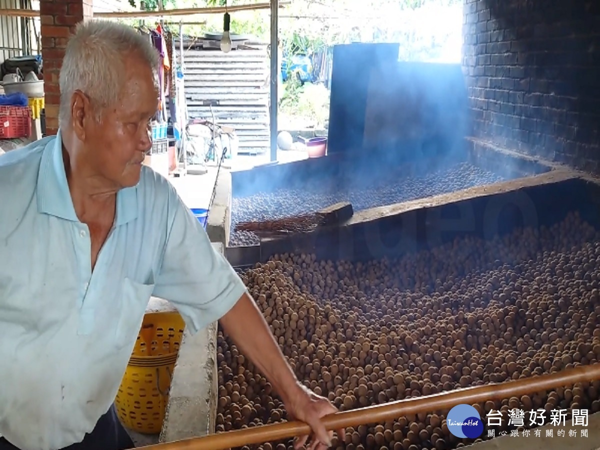 龍眼採收期果農笑不出 二水獼猴成群搶先襲擊果園所剩無幾