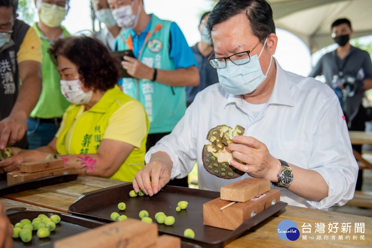 桃園長鄭文燦出席2021桃園蓮花季體驗剝蓮子。