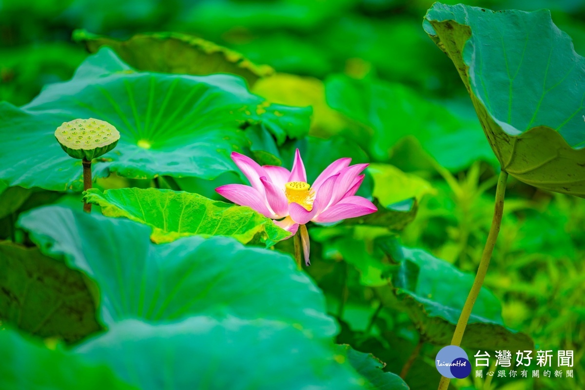 2021桃園蓮花季中開中的蓮花。