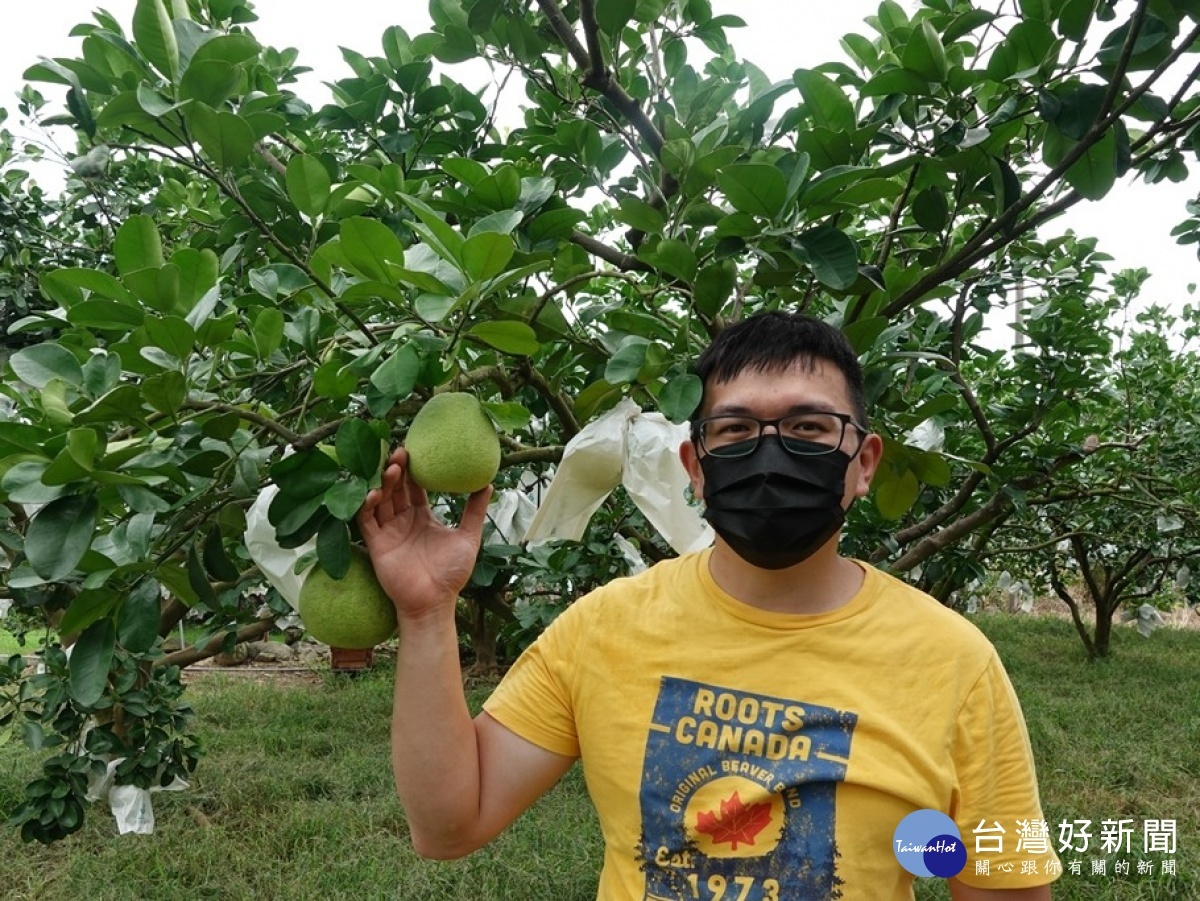 獲得第29屆八里區文旦柚王的李炳輝,於5年前決定返鄉與年邁的父親一起栽種文旦柚