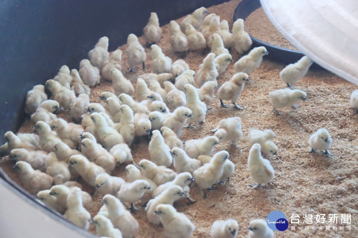 青宏進了500隻小雞非常可愛。（記者扶小萍攝）