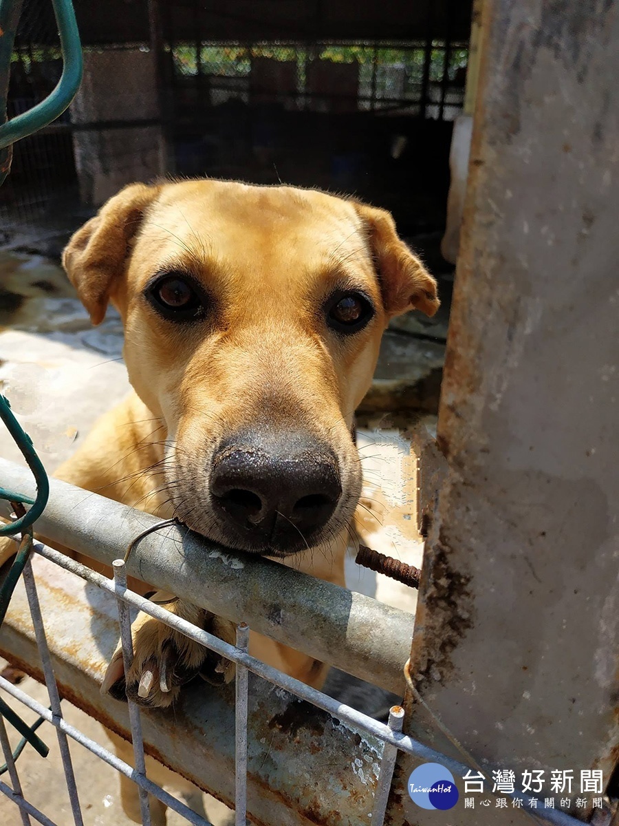 流浪犬在收容機構等待下一個家。（圖／讓浪吃飽提供）