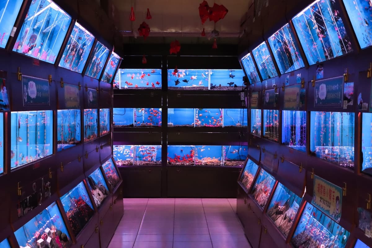 魚中魚必備水族館長廊,適合全家大小一起來賞魚。(圖/魚中魚)