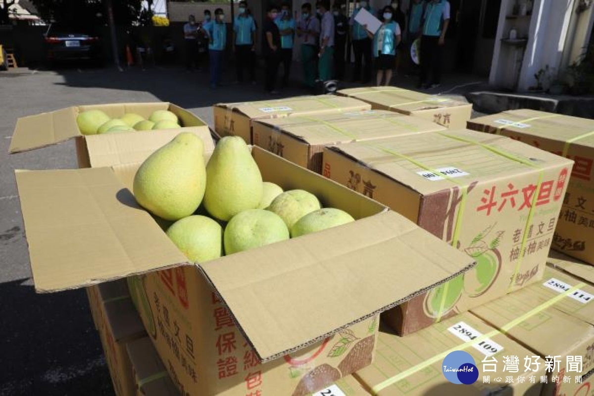 斗六地區文旦品質極佳，平均甜度達12、13度/李光揚翻攝