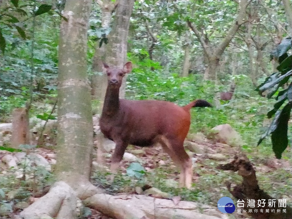 民慢跑驚聞尖銳高頻叫聲 乍看下巧見台灣水鹿
