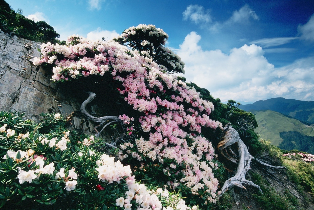 合歡高山花卉美景獨特。（南投林管處提供）