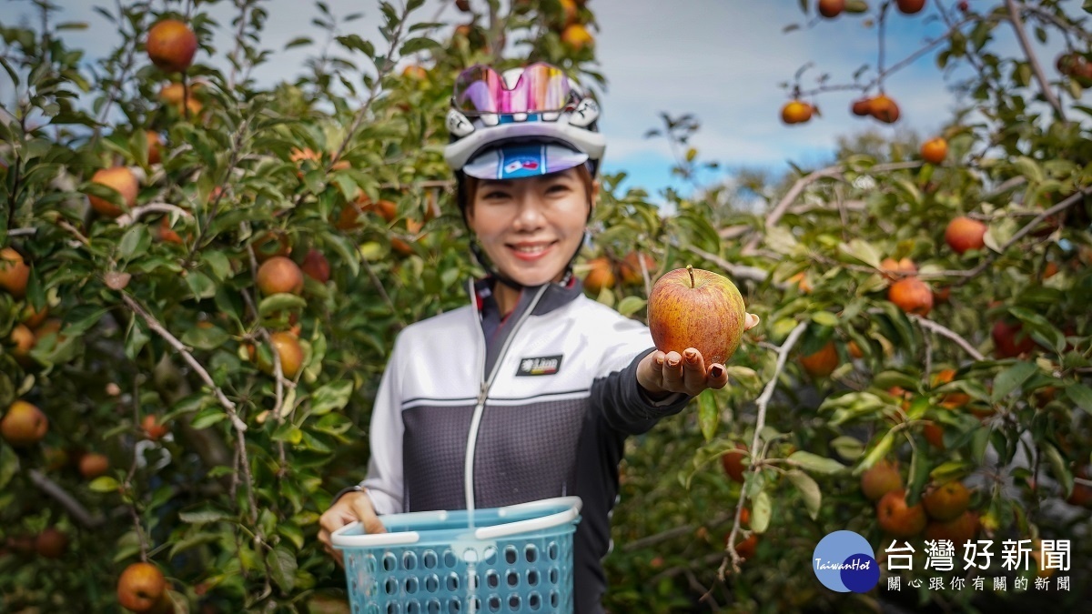 11月梨山蜜蘋果開始出產，搭乘觀巴上梨山正是時候。 圖／參山處提供