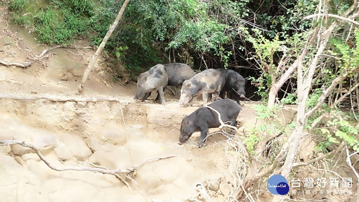 島上不同花紋的山豬，還有著當地獨特的鄉野傳奇／陳致愷攝影